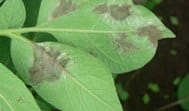 Late blight hotlines